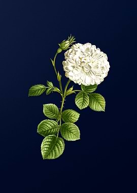 Vintage White Rose of York