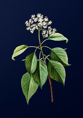 Vintage Pagoda Dogwood