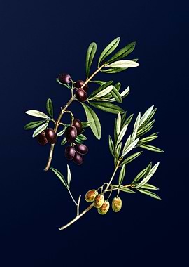 Blue Vintage Olive Branch