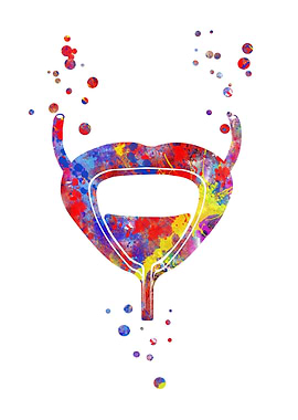 Bladder urinary system