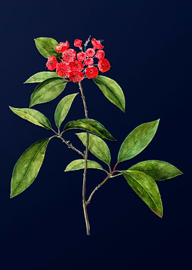 Mountain Laurel Branch