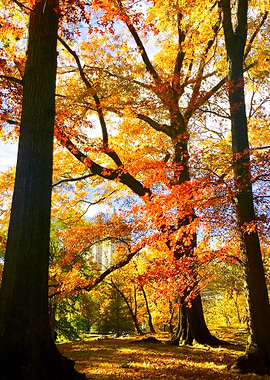 Autumn Leaves Central Park