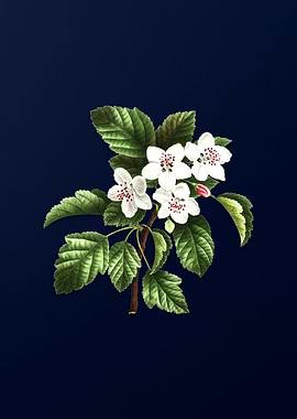 Vintage Sweet Crabapple