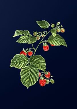 Vintage Raspberry on Blue