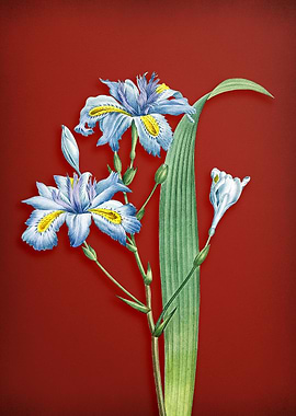 Butterfly Flower on Red