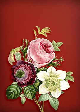 Anemone Clematde on Red