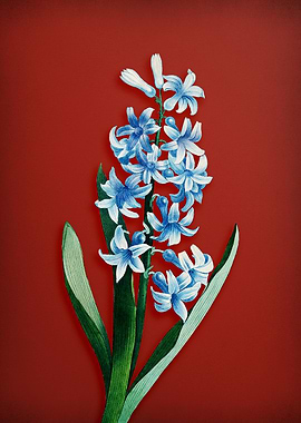 Dutch Hyacinth on Red