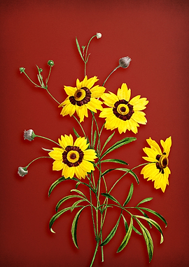Coreopsis Elegans on Red