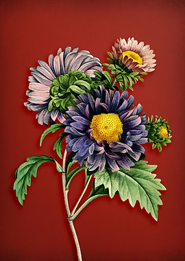Vintage China Aster on Red