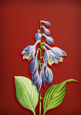 Blue Daylily on Red