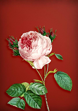 Centifolia Roses on Red