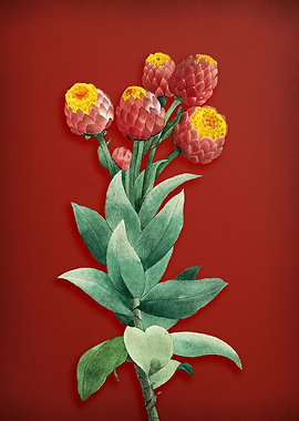 Vintage Cudweeds on Red