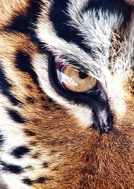 Eye of the Tiger