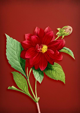 Vintage Dahlia on Red