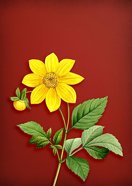 Vintage Dahlia on Red