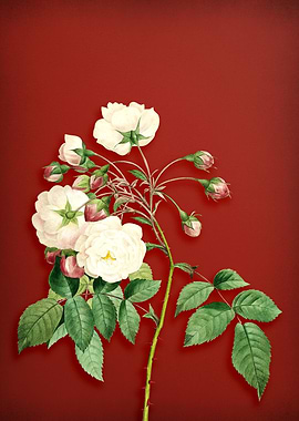 Red Adelia Aurelianensis