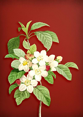 Apple Blossom on Red