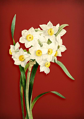Vintage Daffodil on Red