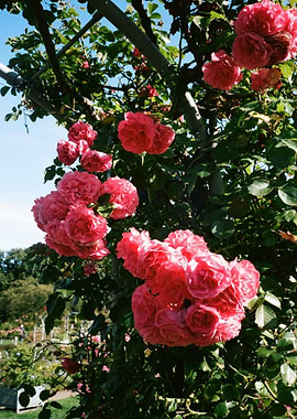 tree cloud flower