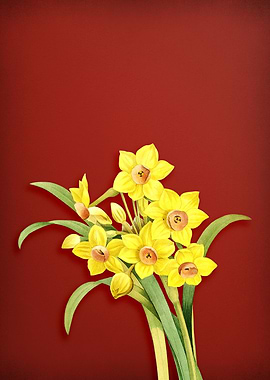 Chinese Sacred Lily on Red