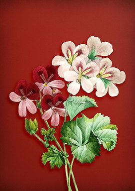 Vintage Geranium on Red