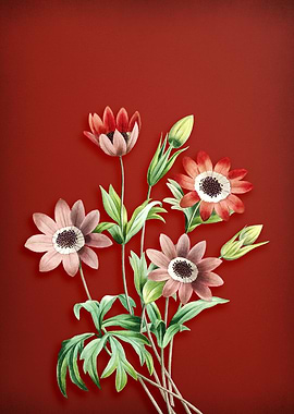 Broad Leaf Anemone on Red