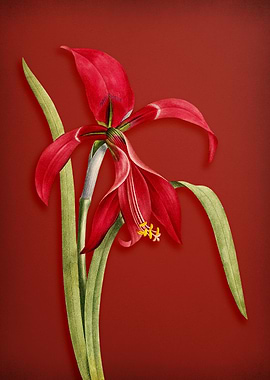 Amaryllis on Red