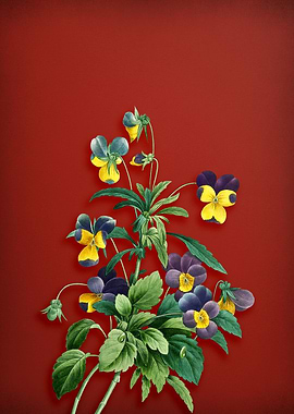 Johnny Jump Up on Red