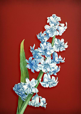 Vintage Hyacinth on Red