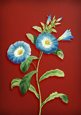 Field Bindweed on Red