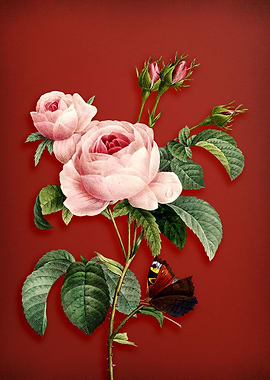 Provence Rose on Red