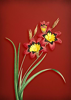 Ixia Tricolore on Red