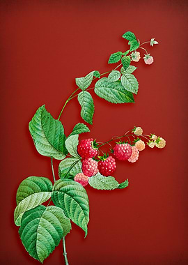 Vintage Red Berries on Red