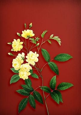 Lady Banks Rose on Red