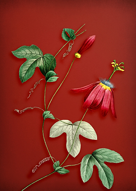 Red Passion Flower on Red