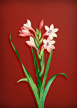 Gladiolus Saccatus on Red