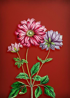 Vintage Hyacinth on Red