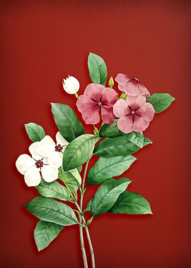 Vintage Periwinkle on Red