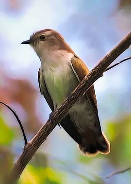 Plaintive Cuckoo