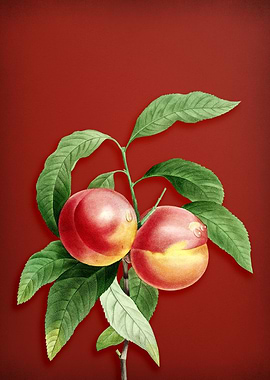 Vintage Peach on Red