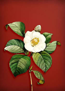 Japanese Camellia on Red