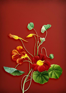 Vintage Monks Cress on Red