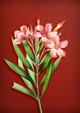 Vintage Oleander on Red