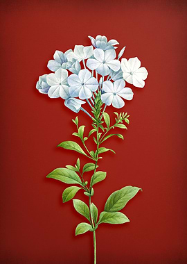 Plumbago Caerulea on Red