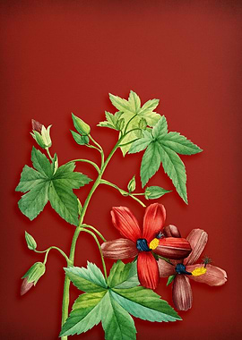 Lavatera Phoenicea on Red