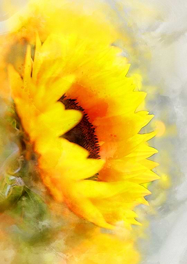 Yellowish sun flower