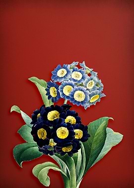 Mountain Cowslip on Red