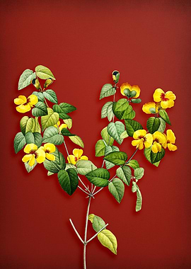 Vintage Platilobium on Red