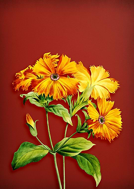 Lychnis Grandiflora on Red