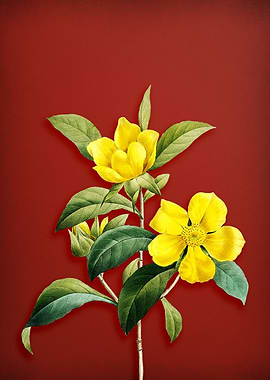 Golden Guinea Vine on Red